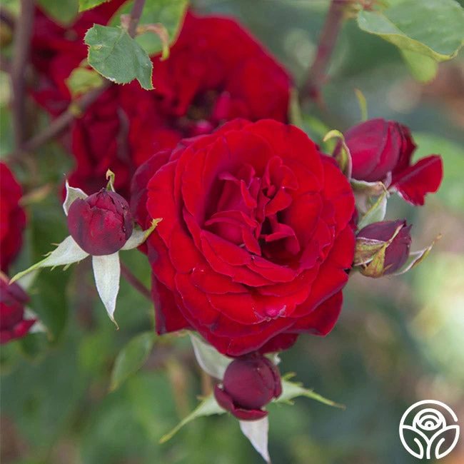 Black Pearl 4 Black Pearl - Image 4