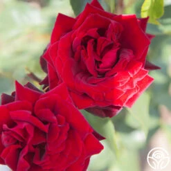 Black Pearl 16 Black Pearl -RoseLuxe Shop Black Pearl 16