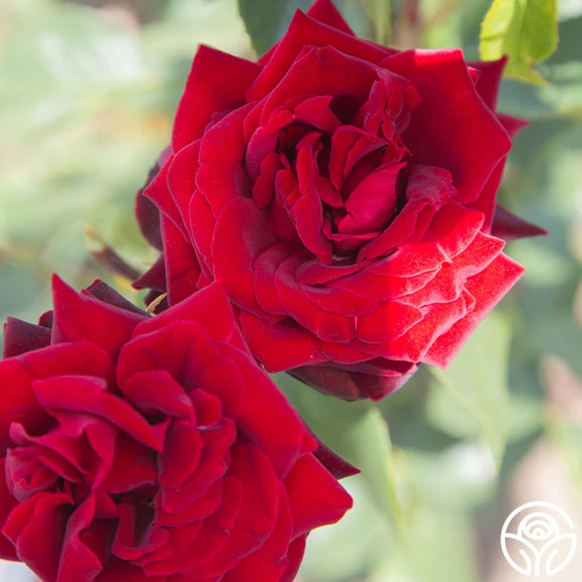 Black Pearl 6 Black Pearl - Image 6