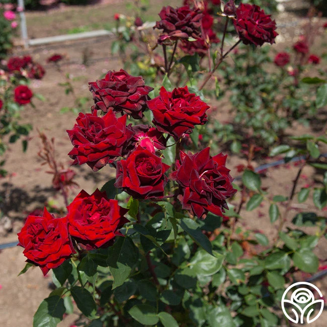 Black Pearl 2 Black Pearl - Image 2