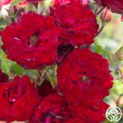 Black Pearl 15 Black Pearl -RoseLuxe Shop Black Pearl 18