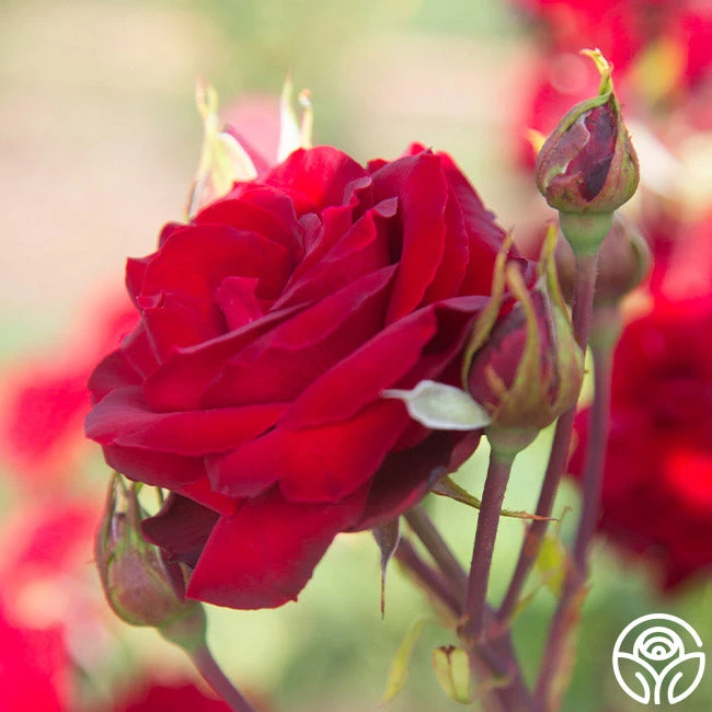 Black Pearl 11 Black Pearl - Image 11