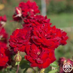 Black Pearl 20 Black Pearl -RoseLuxe Shop Black Pearl 20