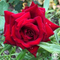 Black Pearl 13 Black Pearl -RoseLuxe Shop Black Pearl 11