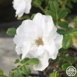 Blanc Double De Coubert -RoseLuxe Shop Blanc Double de Coubert 22