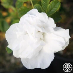 Blanc Double De Coubert -RoseLuxe Shop Blanc Double de Coubert 23