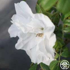 Blanc Double De Coubert -RoseLuxe Shop Blanc Double de Coubert 25