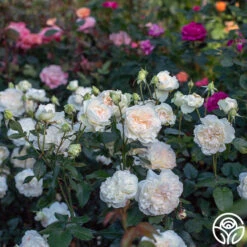 Bolero™ 14 Bolero™ -RoseLuxe Shop Bolero 023