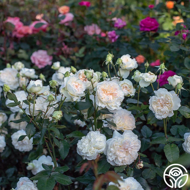 Bolero™ 4 Bolero™ - Image 4