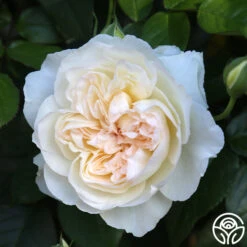 Bolero™ 19 Bolero™ -RoseLuxe Shop Bolero 0234