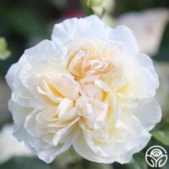 Bolero™ 17 Bolero™ -RoseLuxe Shop Bolero 12