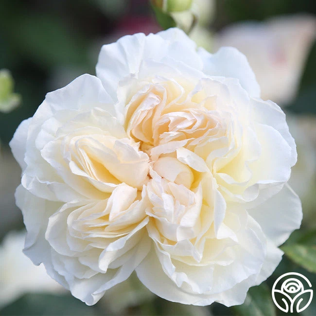 Bolero™ 7 Bolero™ - Image 7