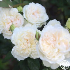 Bolero™ 15 Bolero™ -RoseLuxe Shop Bolero 13