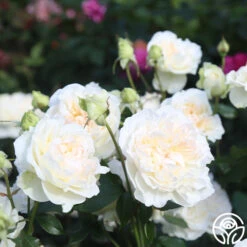 Bolero™ 16 Bolero™ -RoseLuxe Shop Bolero 14