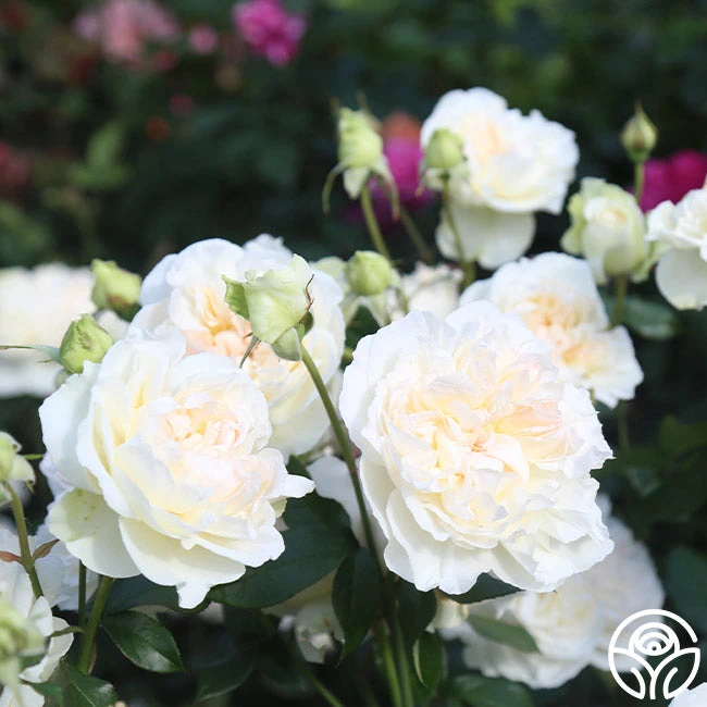 Bolero™ 6 Bolero™ - Image 6