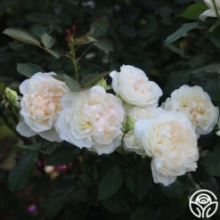 Bolero™ 18 Bolero™ -RoseLuxe Shop Bolero 15