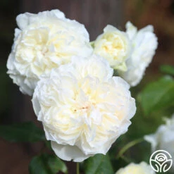 Bolero™ 21 Bolero™ -RoseLuxe Shop Bolero 17