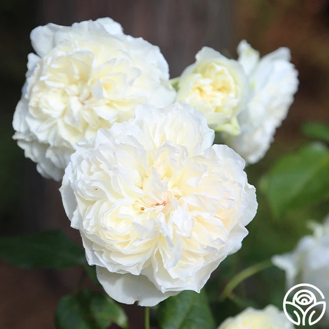 Bolero™ 11 Bolero™ - Image 11