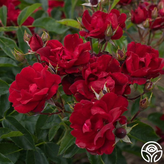 Front Page -RoseLuxe Shop Brick House 11