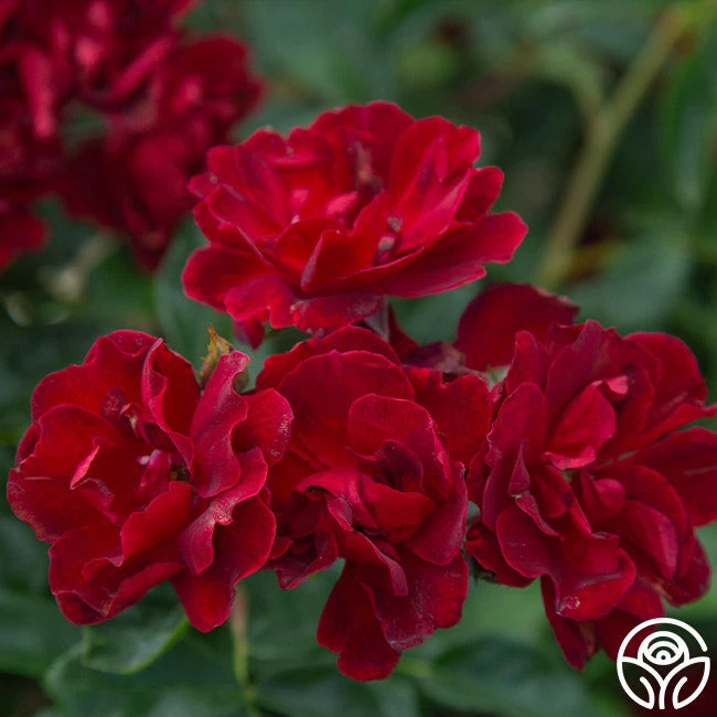 Brick House™ 2 Brick House™ - Image 2