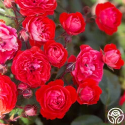 Front Page -RoseLuxe Shop Brilliant Veranda 11