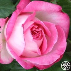 California Dreamin'™ -RoseLuxe Shop California Dreamin 11