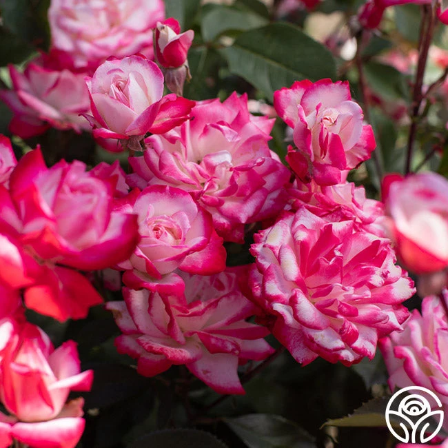 Candy Cane Cocktail™ 11 Candy Cane Cocktail™ - Image 11