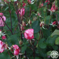 Candy Cane Cocktail™ 32 Candy Cane Cocktail™ -RoseLuxe Shop Candy Cane Cockail 14