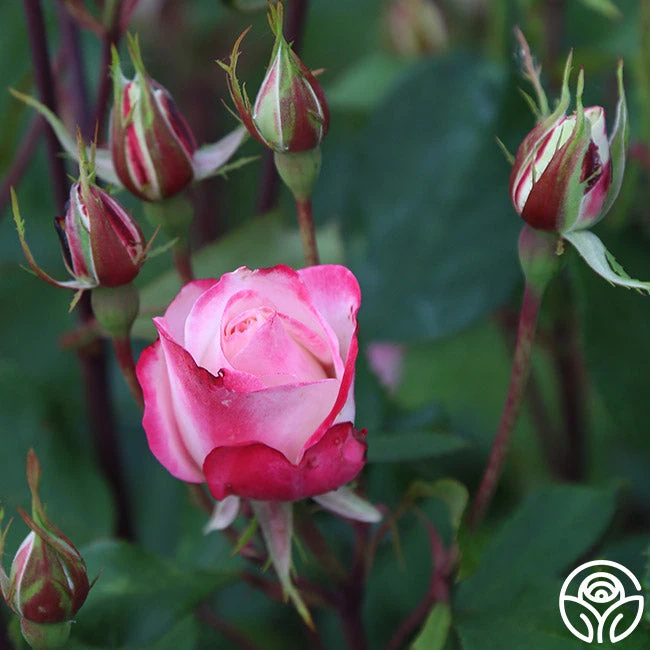 Candy Cane Cocktail™ 18 Candy Cane Cocktail™ - Image 18