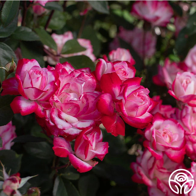 Candy Cane Cocktail™ 13 Candy Cane Cocktail™ - Image 13