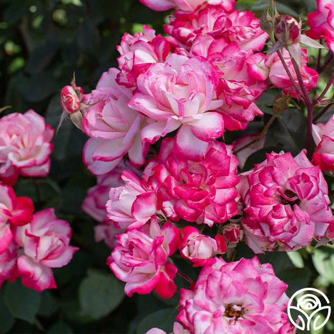 Candy Cane Cocktail™ 8 Candy Cane Cocktail™ - Image 8