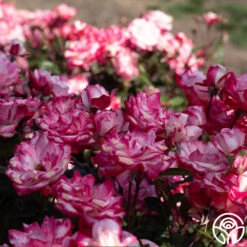 Candy Cane Cocktail™ 23 Candy Cane Cocktail™ -RoseLuxe Shop Candy Cane Cocktail 14