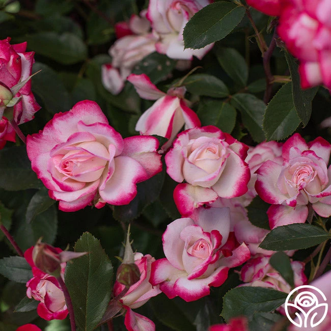 Candy Cane Cocktail™ 5 Candy Cane Cocktail™ - Image 5