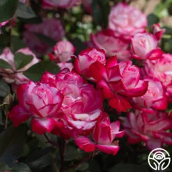 Candy Cane Cocktail™ 31 Candy Cane Cocktail™ -RoseLuxe Shop Candy Cane Cocktail 16