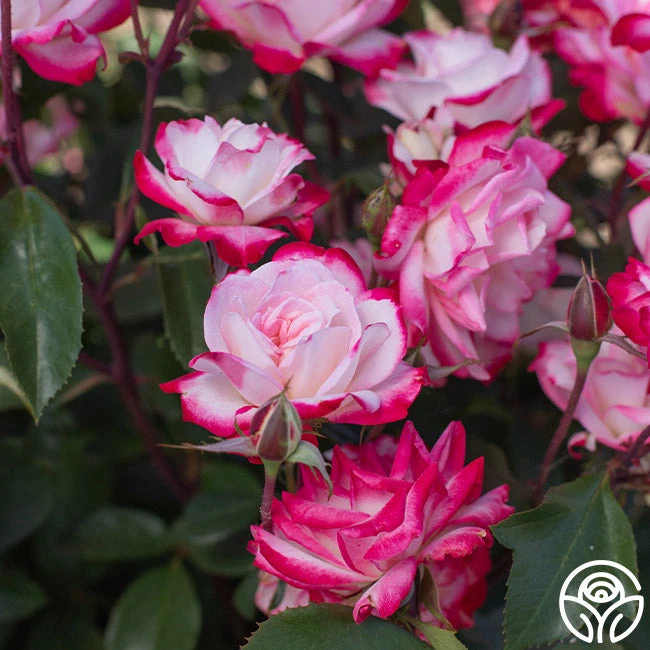 Candy Cane Cocktail™ 3 Candy Cane Cocktail™ - Image 3