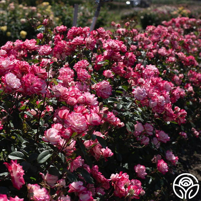 Candy Cane Cocktail™ 9 Candy Cane Cocktail™ - Image 9