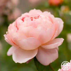 Carding Mill™ -RoseLuxe Shop Carding Mills 12