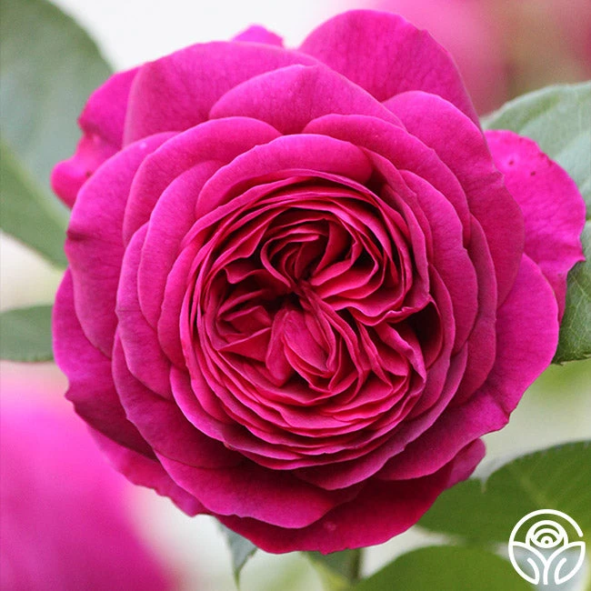 Celestial Night™ 4 Celestial Night™ - Image 4