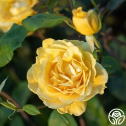 Ch-Ching! 10 Ch-Ching! -RoseLuxe Shop Ch Ching 05