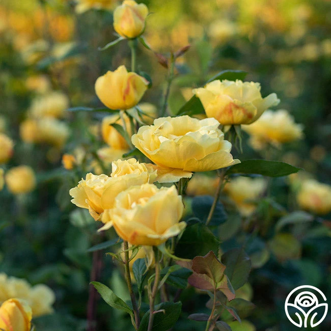 Ch-Ching! 5 Ch-Ching! - Image 5