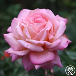 Chicago Peace® -RoseLuxe Shop Chicago Peace 17