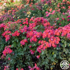 Cinco De Mayo 23 Cinco De Mayo -RoseLuxe Shop Cinco De Mayo 01