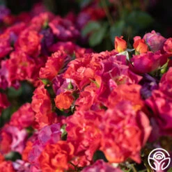 Cinco De Mayo 22 Cinco De Mayo -RoseLuxe Shop Cinco De Mayo 15