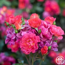 Cinco De Mayo 21 Cinco De Mayo -RoseLuxe Shop Cinco De Mayo 3456