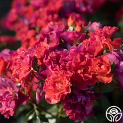 Cinco De Mayo 20 Cinco De Mayo -RoseLuxe Shop Cinco De mayo 63