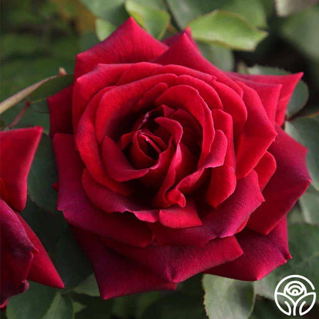 CL Crimson Glory 2 CL Crimson Glory - Image 2