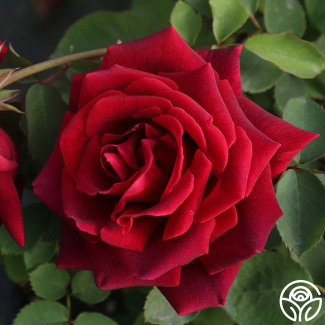 CL Crimson Glory 7 CL Crimson Glory - Image 7