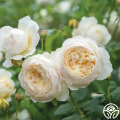 Claire Austin -RoseLuxe Shop Claire Austin 3