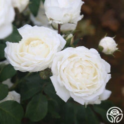 Cloud 10™ -RoseLuxe Shop Cloud 10 011