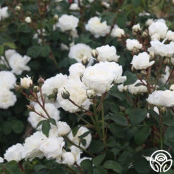 Cloud 10™ -RoseLuxe Shop Cloud 10 03